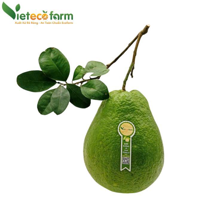 Bưởi đường lá cam - Loại 1