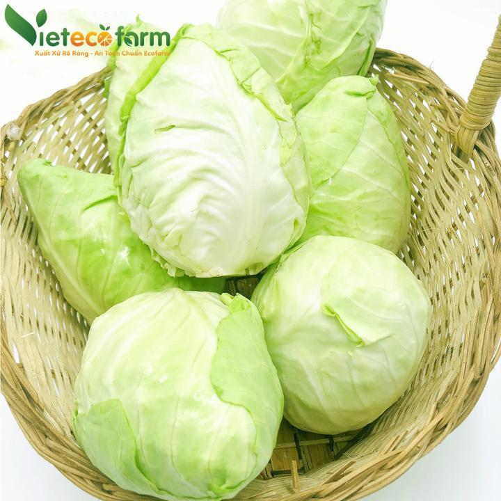 Bắp cải trái tim